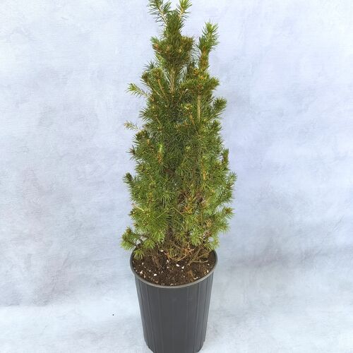 Ель glauca conica. "Домашний доктор"